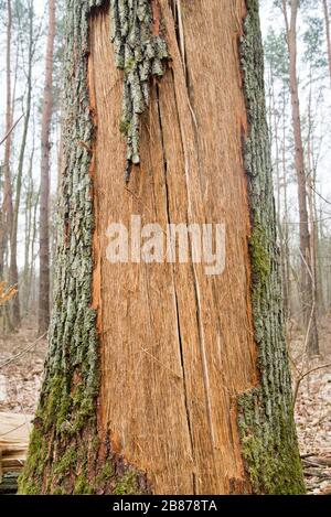 Broken old oak tree trunk in forest Stock Photo