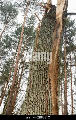 Broken old oak tree trunk in forest Stock Photo