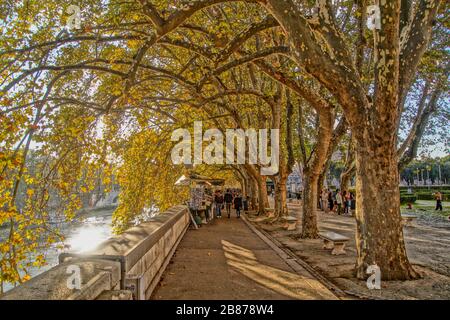 Autumn plane tree alley on Tiber river bank in Rome, Italy Stock Photo