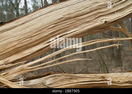 fallen old oak tree detail Stock Photo