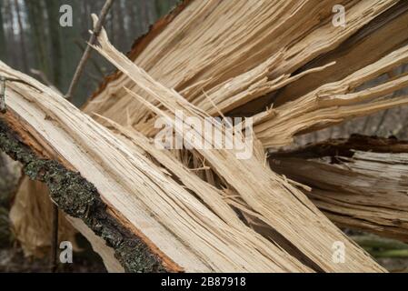 fallen old oak tree detail Stock Photo