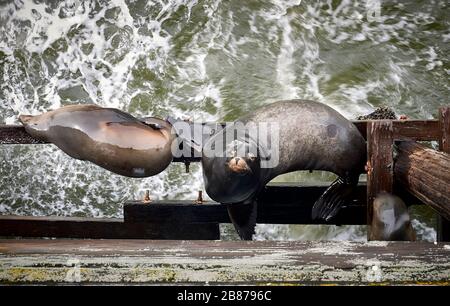 Sea lions rest on the wooden construction of the Santa Cruz Wharf. Stock Photo