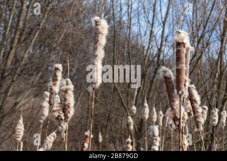 Dry water reeds cold spring pond lake foliage Stock Photo