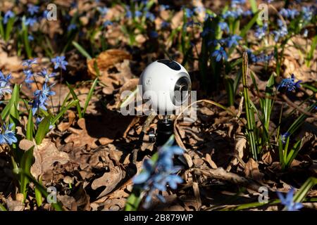 360 camera turn on hand in blue scilla wild snowdrops bloom sunny spring time flowers nature macro in the forest. Nice tech close up wild nature