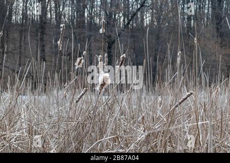 Dry water reeds cold spring pond lake foliage Stock Photo