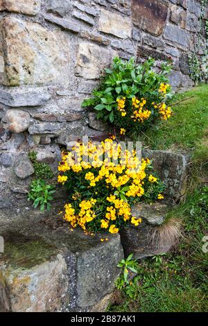 Wallflowers growing in the curtain wall, Richmond Castle, North Yorkshire Stock Photo