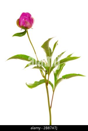 Side view of a wonderful Roses (Peony, Paeonia) isolated on white background, including clipping path, Germany. Backlit photography Stock Photo