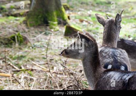 The fallow deer (Dama dama) is a ruminant mammal belonging to the family Cervidae. Stock Photo