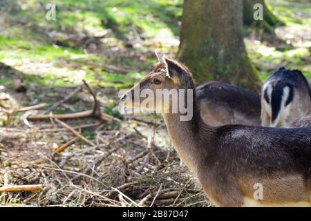 The fallow deer (Dama dama) is a ruminant mammal belonging to the family Cervidae. Stock Photo