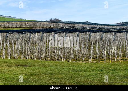 Winter time in apple orchard. Stock Photo