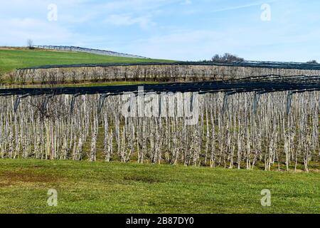 Winter time in apple orchard. Stock Photo