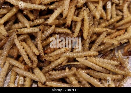 Insect Fried, Crispy silkworm, popular insects snack cheap high protein in Thailand Street food low fat and many asian country Stock Photo