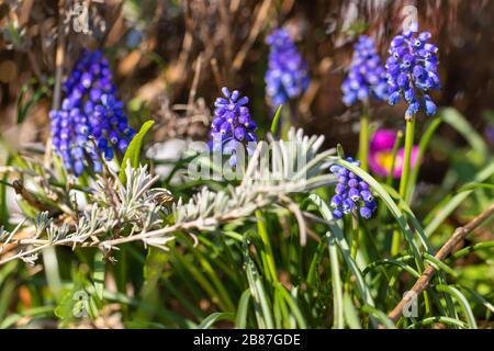 Beautiful grape hyacinths, garden idyll in spring, Germany. Stock Photo