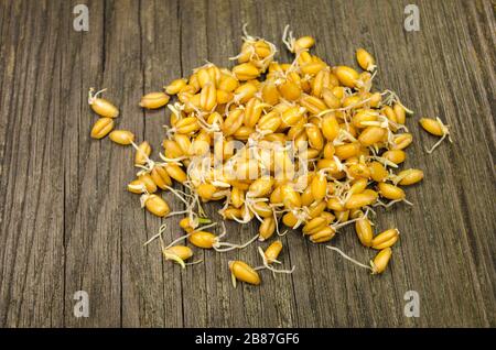 Sprouted wheat fresh seeds on wooden board Stock Photo