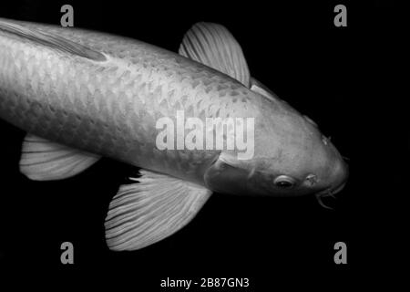 fish carp, fish koi silver white, silver gray white carp fish big size isolated on black background Stock Photo