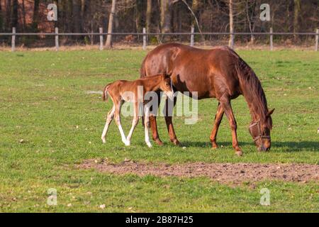 Mare with foal in the pasture, Lüneburg Heath, Northern Germany. Stute mit Fohlen auf der Weide, Lüneburger Heide, Norddeutschland. Stock Photo