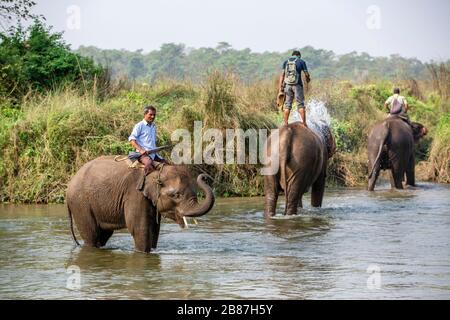 Elephants bathing in Rapti River, Chitwan, Nepal Stock Photo