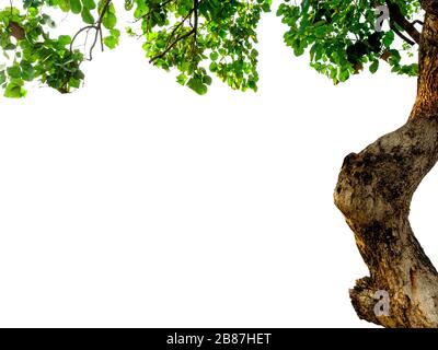 The isolate of the tree part consists of trunks, branches, and leaves on a white background with a clipping path. Stock Photo