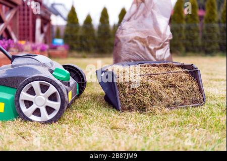 lawn verticutter  basket filled with dry, old, last year grass Stock Photo