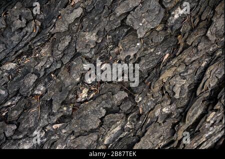 Weathered texture wood bark on large tree background Stock Photo