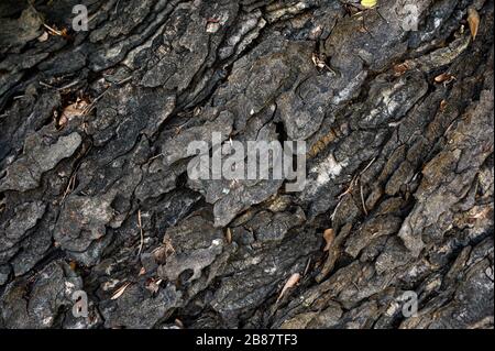 Weathered texture wood bark on large tree background Stock Photo