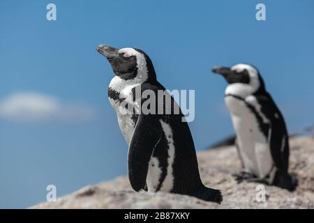 two African penguins relaxing on the boulders beach sunny day close up Stock Photo