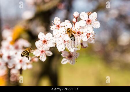 closeup spring nature scene of two bees pollinating white pink bloomy cherry flowers in sunny day Stock Photo