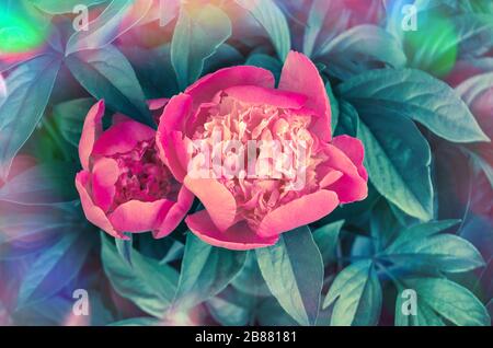 Closeup of red peonies in the garden. Fresh  pink peony flowers. Beautiful pink peonie flower. Retro style toned Stock Photo