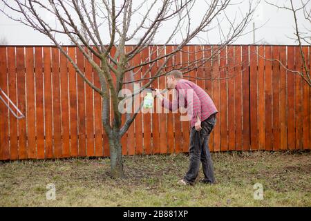 Pesticide treatment, pest control, insect extermination on fruit trees in the garden, spraying poison from a spray bottle, Stock Photo