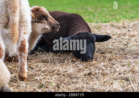 Portrait of cute black lamb and white lamb sitting on straw on green meadow in Germany. Concept of animal friendship, free-range husbandry, sheep farm Stock Photo