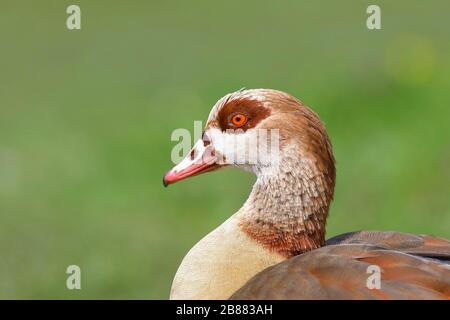 Egyptian goose (Alopochen aegyptiacus) portrait, Biebrich Castle Park, Wiesbaden, Hesse, Germany Stock Photo