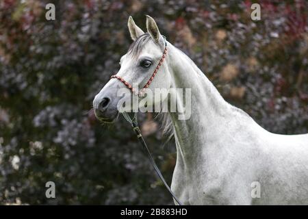Thoroughbred Arabian grey mare with blue eye, Tyrol, Austria