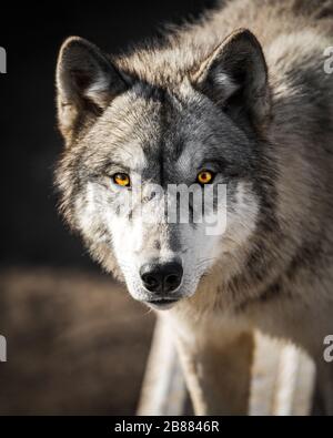 Staring into the yellow ember eyes of a male wolf animal portrait and wild life conservatory Stock Photo