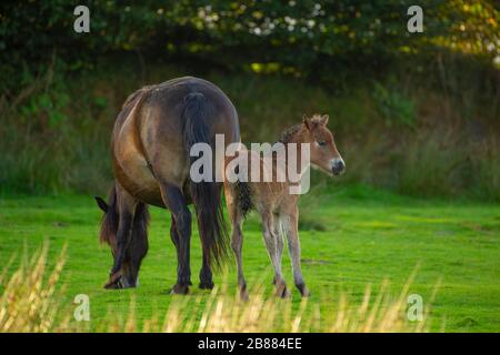 Exmoor ponies (Equus caballus), mare with foal, Exmoor National Park, England Stock Photo