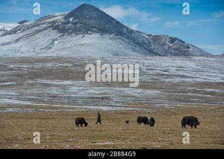 Tibetan nomad in icy plateau with yak herd, house yaks, Changtang plateau, Damchung County, Tibet, China Stock Photo