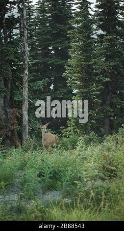 Small doe deer grazing on a mountain range in canada Stock Photo