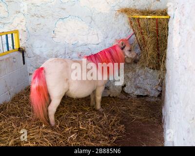 Pony dressed up as a unicorn at the Miniature Pony Centre, Dartmoor, Devon, UK Stock Photo