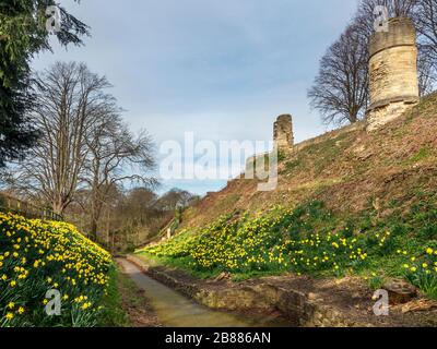Daffodils in the moat below ruined towers at Knaresborough Castle in Knaresborough North Yorkshire England Stock Photo