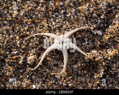 Remains of a starfish washed up on the beach, Sandilands, Lincolnshire, UK Stock Photo