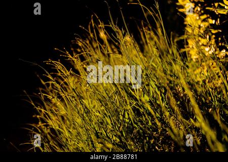 bush of grass with the sun in backlight at sunset Stock Photo