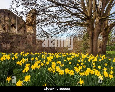Daffodils by the Kingds Tower at Knaresborough Castle in Knaresborough North Yorkshire England Stock Photo