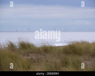 Marram grass planted on the beach at Sutton on Sea to help stabilise the sand with wind turbines in the distance, Lincolnshire, UK Stock Photo