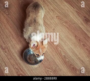 top view of the puppy Corgi stands on the floor and licks an empty bowl Stock Photo