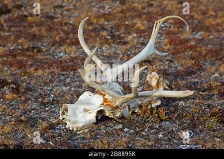Svalbard reindeer (Rangifer tarandus platyrhynchus), close-up of skull with bleached antlers on the tundra in autumn, Spitsbergen, Norway Stock Photo
