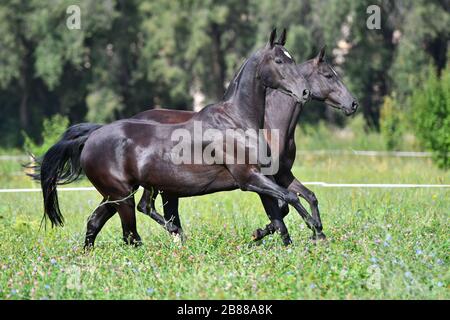Two black akhal teke breed horses running in the field side by side. Stock Photo