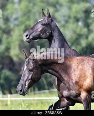 Two black akhal teke breed horses running in the field side by side. Animal portrait. Stock Photo