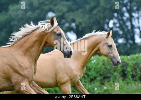 Two palomino akhal teke breed horses running in the park together. Animal portrait. Stock Photo
