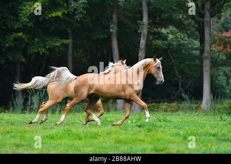 Two palomino akhal teke breed horses running in the park together. Stock Photo