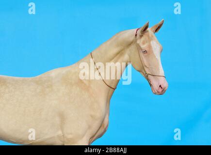 Cremello akhal teke breed horse stands in show halter against turquoise blue background. Animal portrait. Interior photo concept. Stock Photo