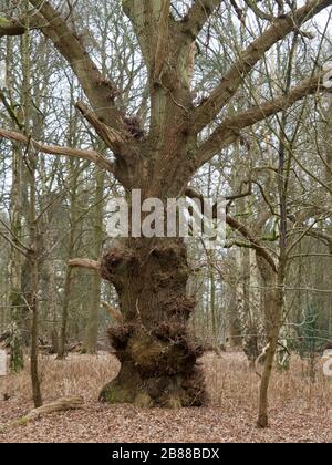 Large old tree in the woods on the Sandringham Estate, Norfolk, UK Stock Photo